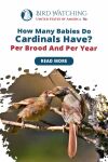 How Many Babies do Cardinals Have? Per Brood and Per Year Thumbnail