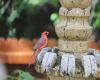 a cardinal on a bird bath