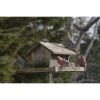 pine grosbeaks at a bird feeder