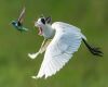 A fusion of a bird and a cat depicting types of predators a hummingbird has