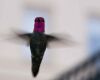 a hummingbird fluttering