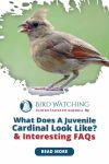What Does a Juvenile Cardinal Look Like?  & Interesting FAQs Thumbnail