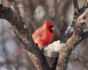 an angry-cardinal