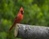 northern cardinal bird wood perched