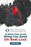 15 Birds That Could Bring You Good (Or Bad) Luck Thumbnail