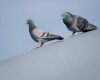 pigeon courtship
