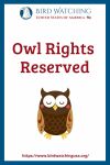 Owl Rights Reserved- an image of an owl pun