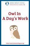 Owl In A Day’s Work- an image of an owl pun