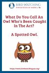 What Do You Call An Owl Who’s Been Caught In The Act? A Spotted Owl.- an image of an owl pun