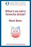 What’s An Owl’s Favorite Drink? Hoot Beer. - an image of an owl pun