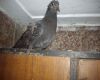 nesting pigeon