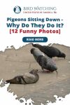 Pigeons Sitting Down - Why Do They Do It? [12 Funny Photos] Thumbnail