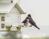 two purple martins perched on a feeder