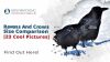 Ravens and Crows Size Comparison [23 Cool Pictures] Thumbnail