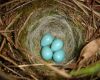 four sparrow eggs