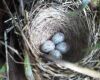 a sparrow nest