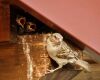 sparrow nesting in a birdhouse
