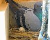pigeon incubating egg