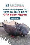 What Do Baby Pigeons Eat? How To Take Care of a Baby Pigeon Thumbnail