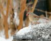 a female cardinal in winter
