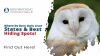 Where Do Barn Owls Live? States & Best Hiding Spots! Thumbnail