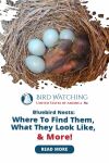 Bluebird Nests: Where To Find Them, What They Look Like, & More! Thumbnail