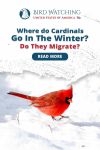 Where Do Cardinals Go in The Winter? Do They Migrate? Thumbnail