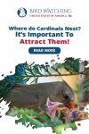 Where Do Cardinals Nest? It's Important to Attract Them! Thumbnail