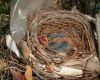 week old cardinal in nest