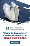 Where Do Swans Live? Countries, Habitat, & More Fun Facts! Thumbnail