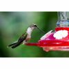 hummingbird gets nectar from the feeder