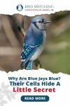 Why Are Blue Jays Blue? Their Cells Hide a Little Secret Thumbnail