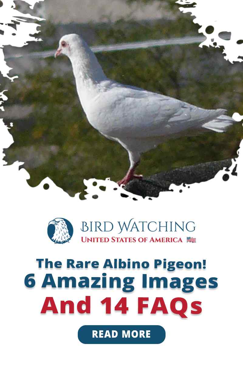 The Rare Albino Pigeon! 6 Amazing Images And 14 FAQs