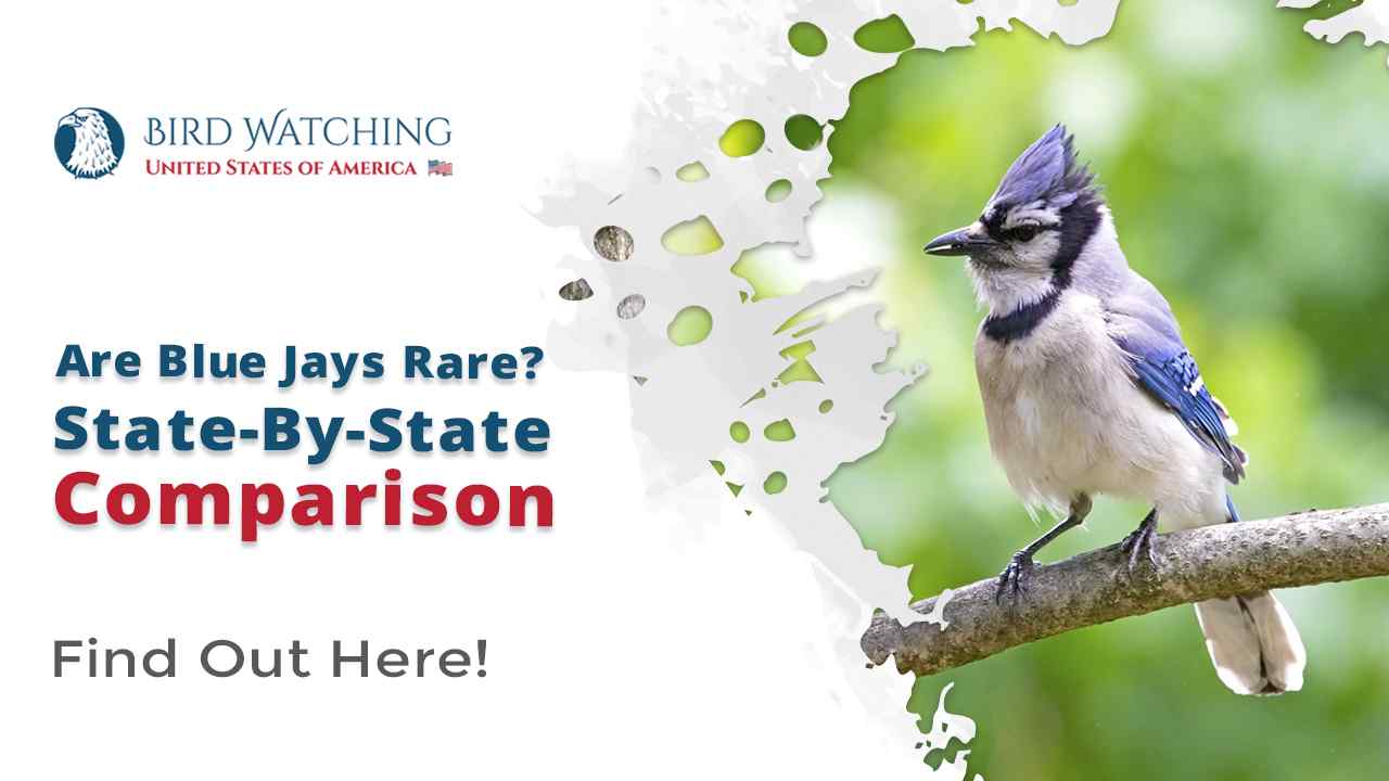 Are Blue Jays Rare State By State Comparison