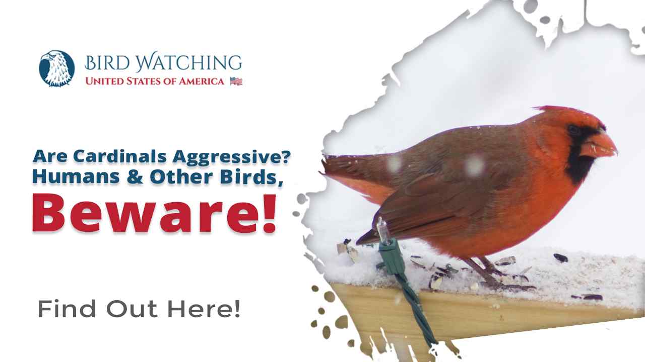 Are Cardinals Aggressive? Humans & Other Birds, Beware!