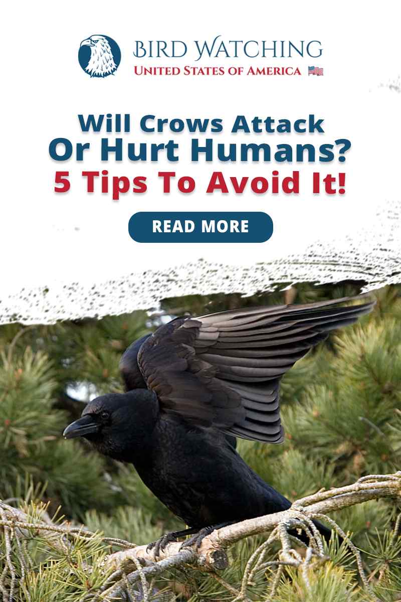 Will Crows Attack or Hurt Humans? 5 Tips to Avoid It!