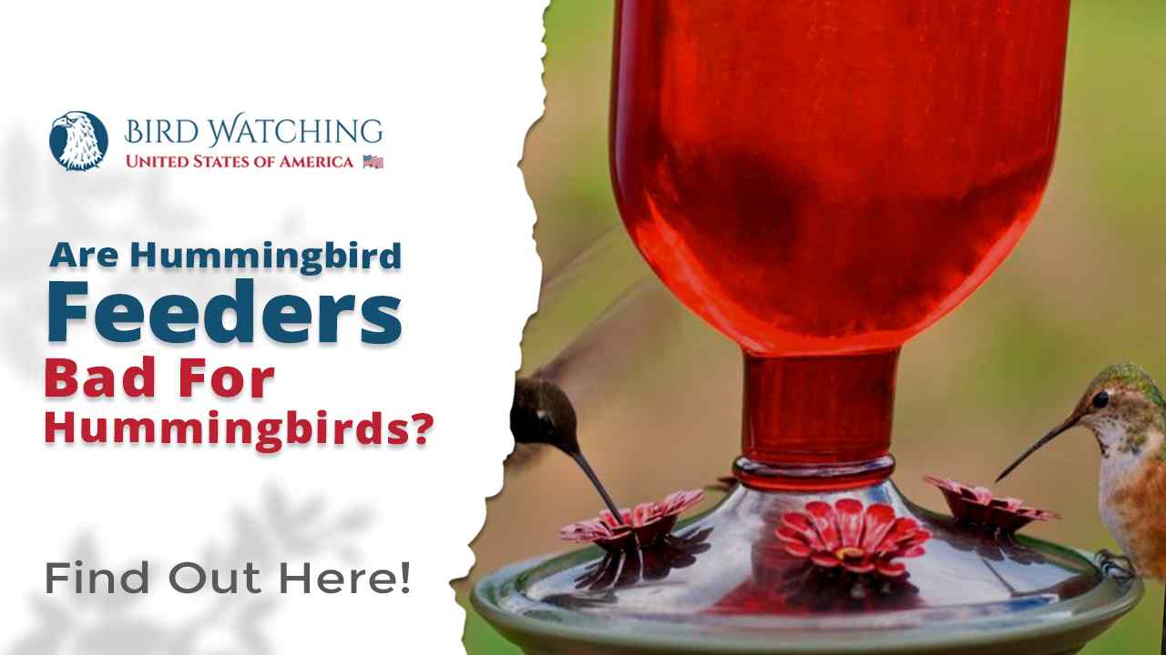 Are Hummingbird Feeders Bad for Hummingbirds? Find Out Fascinating Facts
