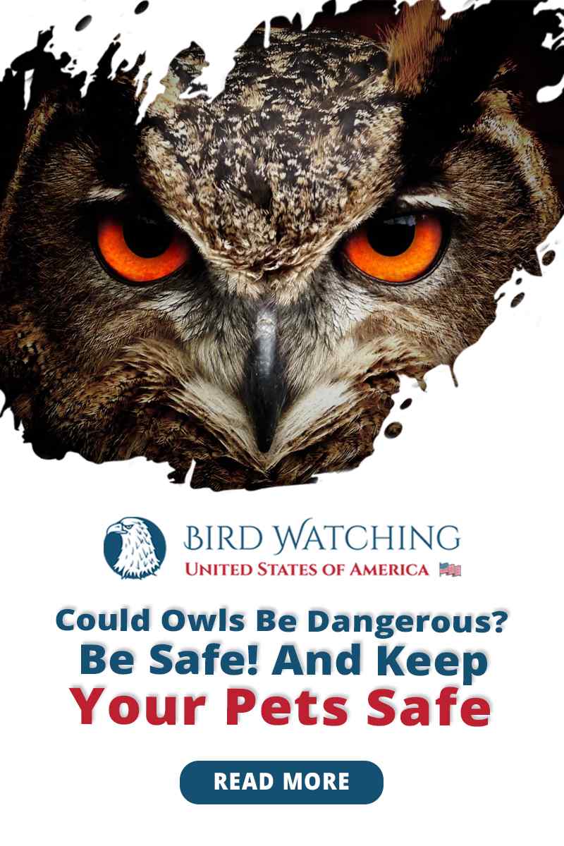 Could Owls Be Dangerous? Be Safe! And Keep Your Pets Safe