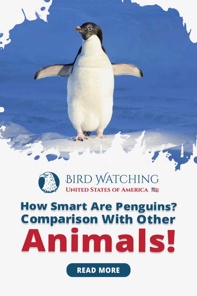 How Smart Are Penguins? Comparison With Other Animals!