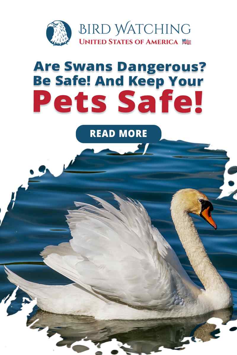 are-swans-dangerous-be-safe-and-keep-your-pets-safe