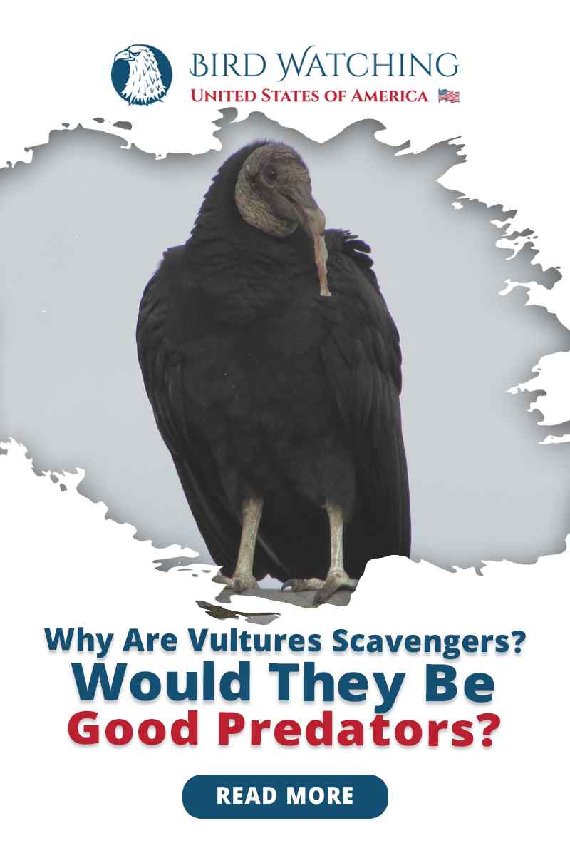 Why Are Vultures Scavengers? Will They Be Good Predators?