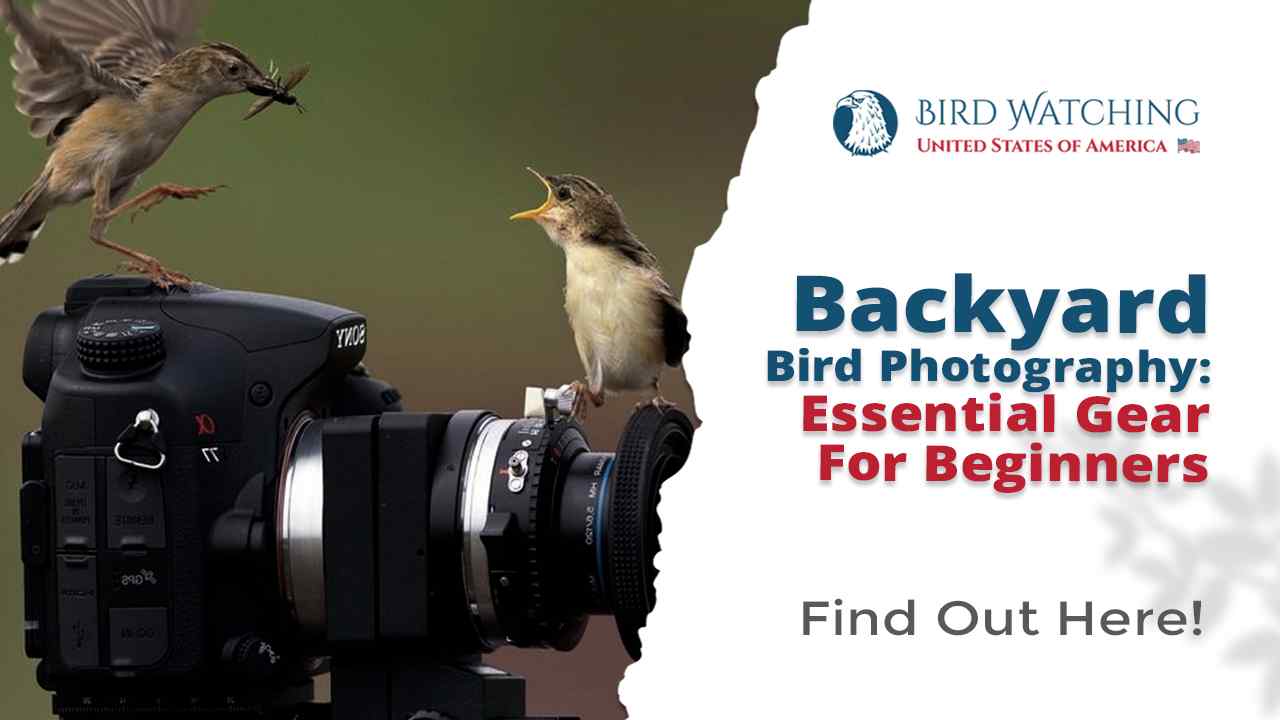 Backyard Bird Photography Essential Gear for Beginners Here is Your