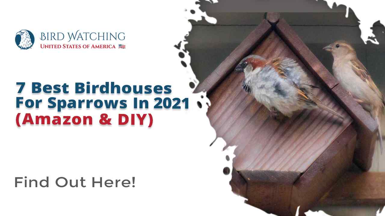 7 Best Birdhouses for Sparrows in 2021 (Amazon & DIY)