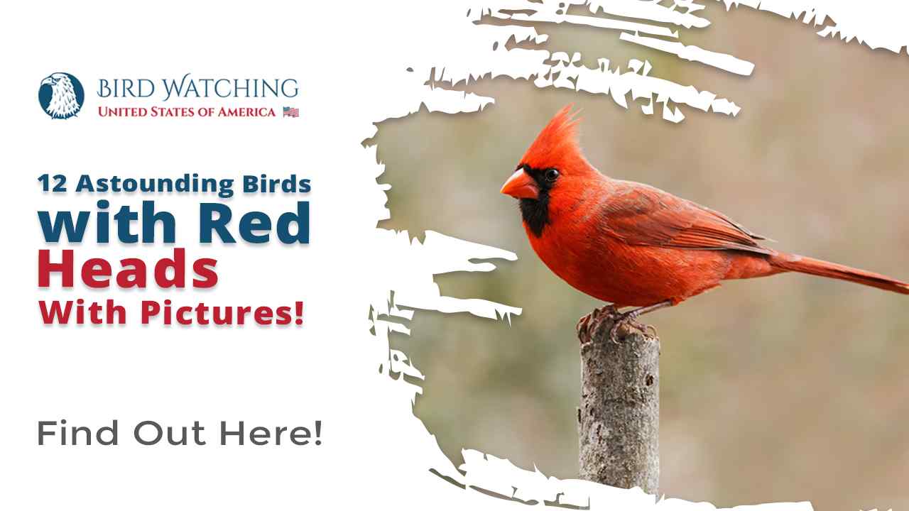 13 Astounding Birds with Red Heads With Pictures! (Backyard Friendly)