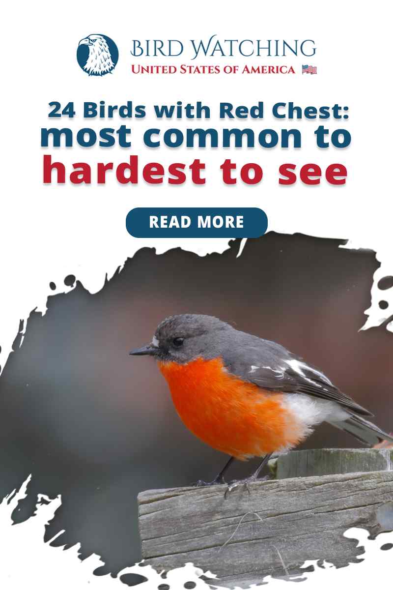 24 Birds with Red Chest Most Common to Hardest to See!