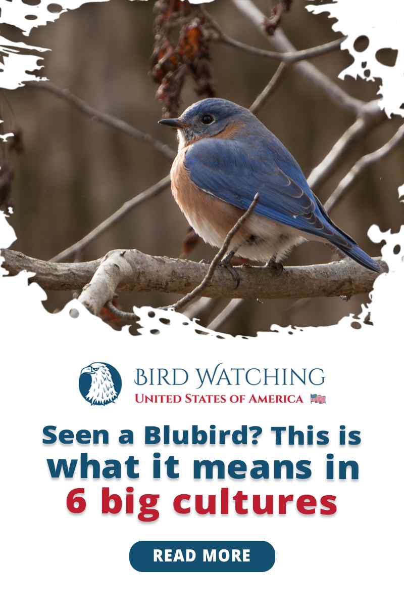 Seen A Bluebird? This Is What It Means In 6 Cultures