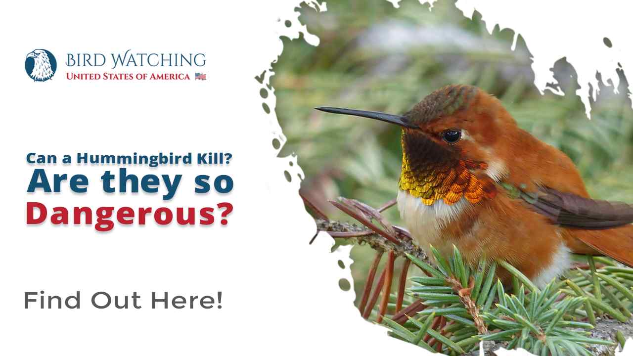 Can A Hummingbird Kill? Are They So Dangerous?