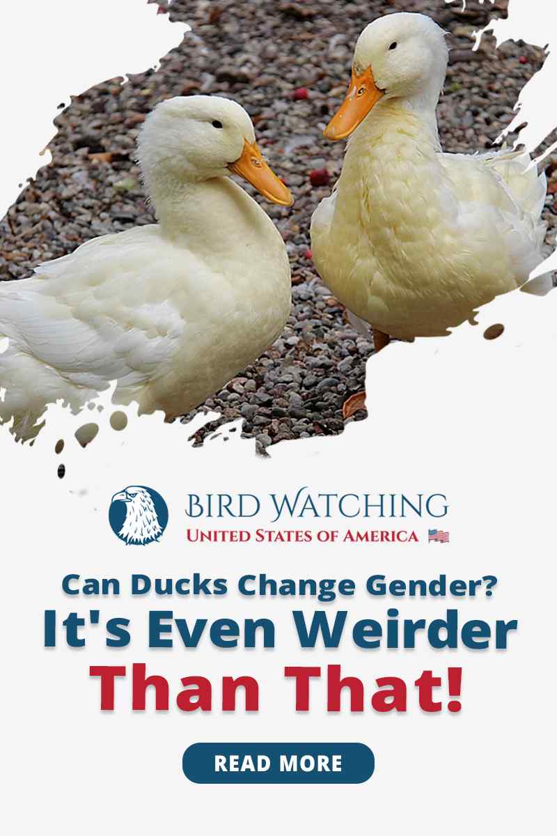 Can Ducks Change Gender? It's Even Weirder Than That!