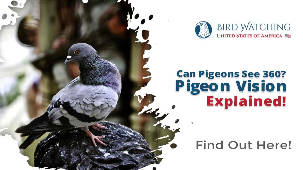 Can Pigeons See 360? Pigeon Vision Explained!