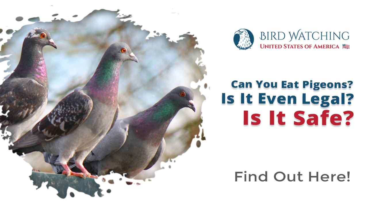 Can you Eat Pigeons? Is it even Legal? Is it Safe?